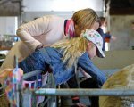 Lammetjes knuffelen op de markt